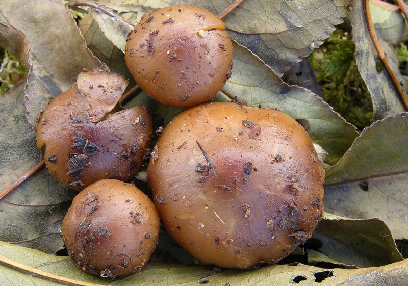 Galerina da determinare n�21.